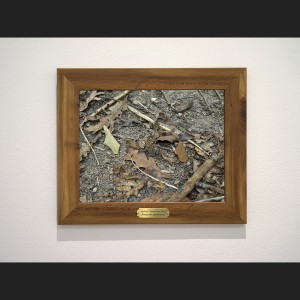 framed photograph of a woodland floor with a camouflaged toad