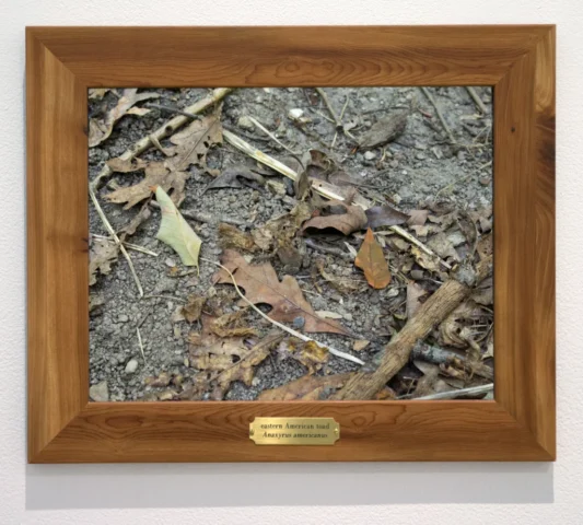 a wooden frame with a small bronze plaque that reads "eastern American toad" around a photo of leaves on the ground with a well-camouflaged toad